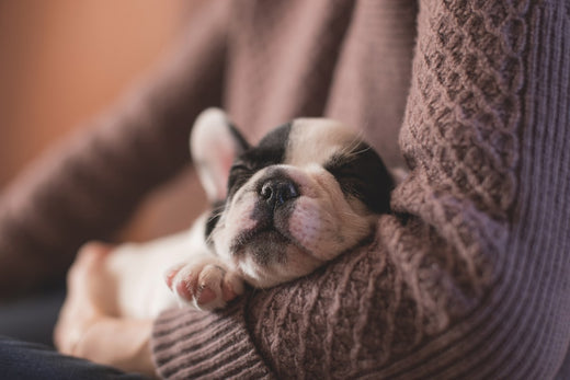 Why Every Pet Owner Needs a Pet Paw Cleaner Today